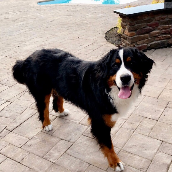 Meet your Posher, Spencer - Picture 1 of 1